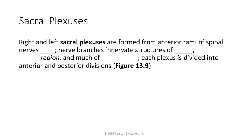 Sacral Plexuses Right and left sacral plexuses are formed from anterior rami of spinal