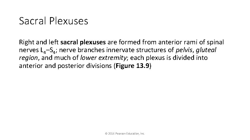 Sacral Plexuses Right and left sacral plexuses are formed from anterior rami of spinal