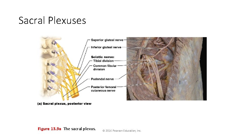 Sacral Plexuses Figure 13. 9 a The sacral plexus. © 2016 Pearson Education, Inc.