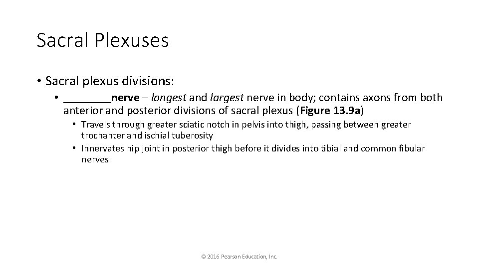 Sacral Plexuses • Sacral plexus divisions: • ____nerve – longest and largest nerve in