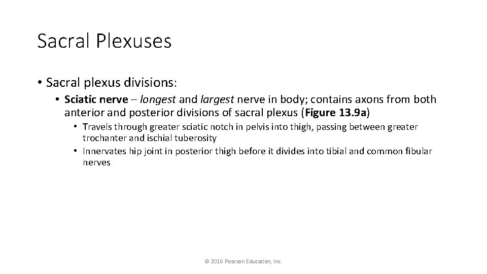 Sacral Plexuses • Sacral plexus divisions: • Sciatic nerve – longest and largest nerve