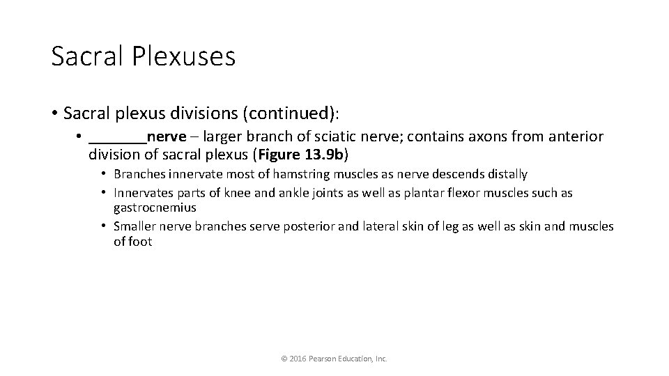Sacral Plexuses • Sacral plexus divisions (continued): • _______nerve – larger branch of sciatic