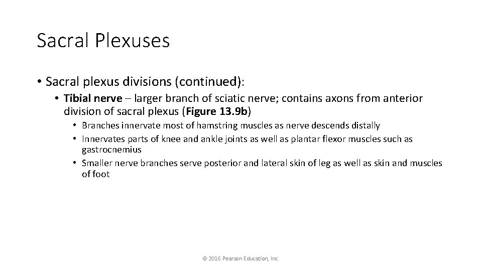 Sacral Plexuses • Sacral plexus divisions (continued): • Tibial nerve – larger branch of