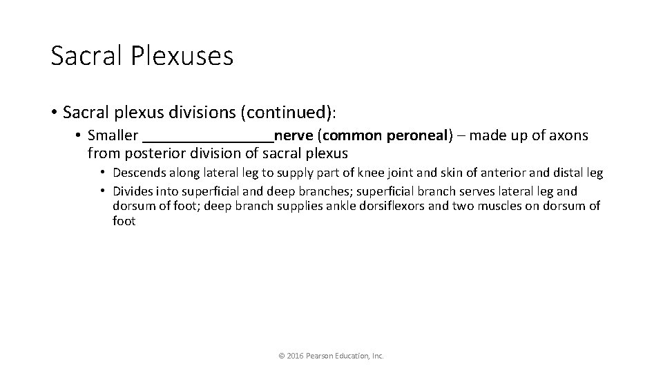 Sacral Plexuses • Sacral plexus divisions (continued): • Smaller ________nerve (common peroneal) – made