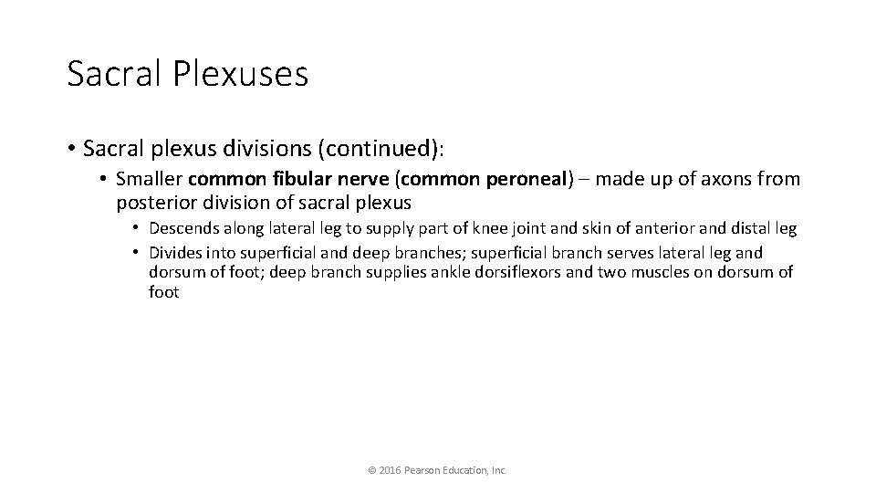 Sacral Plexuses • Sacral plexus divisions (continued): • Smaller common fibular nerve (common peroneal)