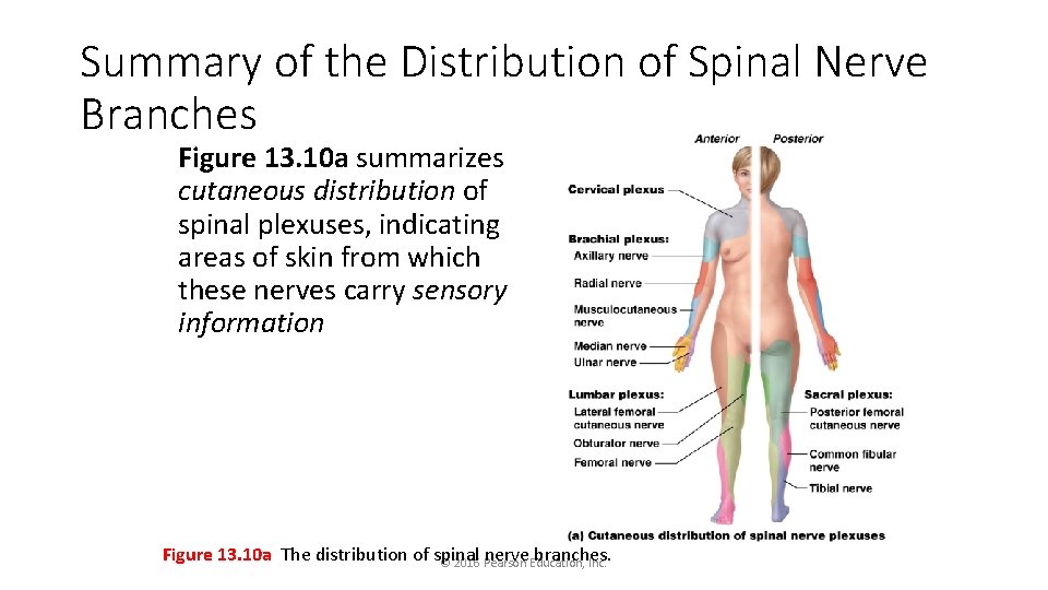 Summary of the Distribution of Spinal Nerve Branches Figure 13. 10 a summarizes cutaneous