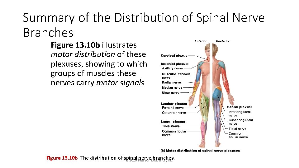 Summary of the Distribution of Spinal Nerve Branches Figure 13. 10 b illustrates motor