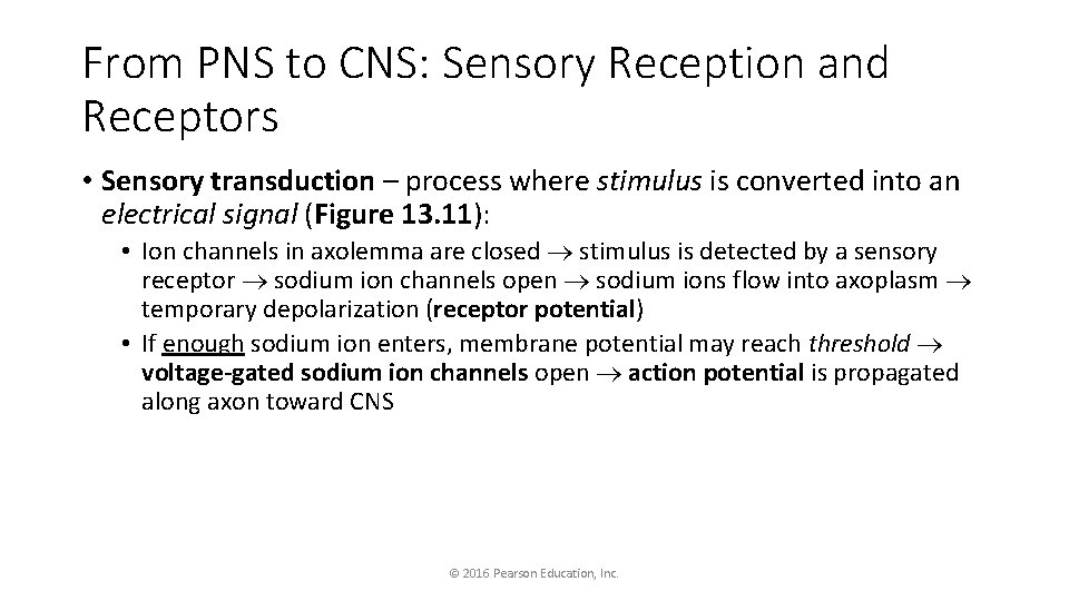 From PNS to CNS: Sensory Reception and Receptors • Sensory transduction – process where