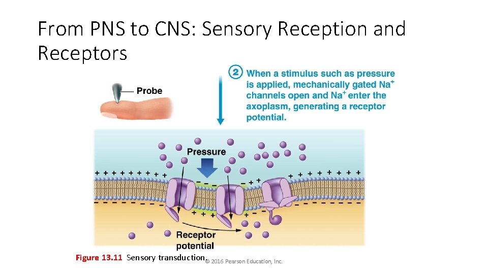 From PNS to CNS: Sensory Reception and Receptors Figure 13. 11 Sensory transduction. ©