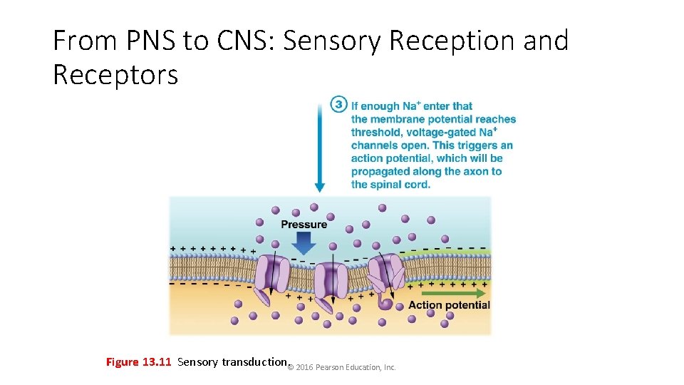 From PNS to CNS: Sensory Reception and Receptors Figure 13. 11 Sensory transduction. ©