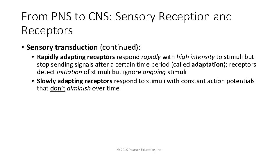 From PNS to CNS: Sensory Reception and Receptors • Sensory transduction (continued): • Rapidly