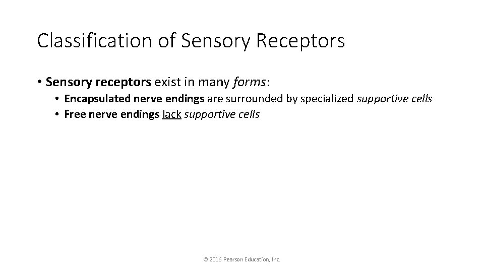 Classification of Sensory Receptors • Sensory receptors exist in many forms: • Encapsulated nerve
