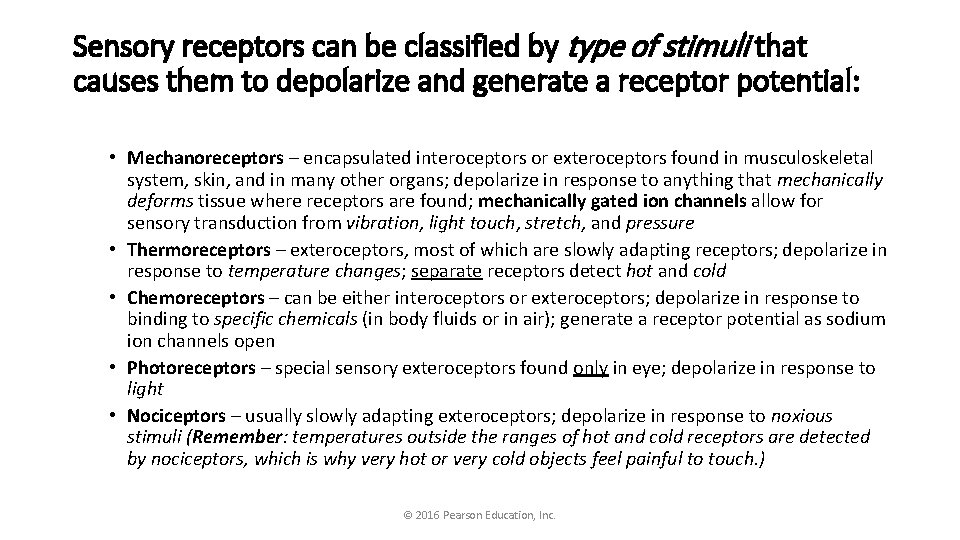 Sensory receptors can be classified by type of stimuli that causes them to depolarize