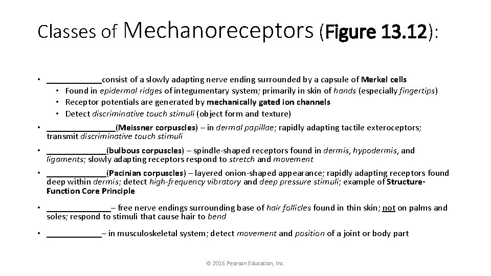 Classes of Mechanoreceptors (Figure 13. 12): • ______consist of a slowly adapting nerve ending