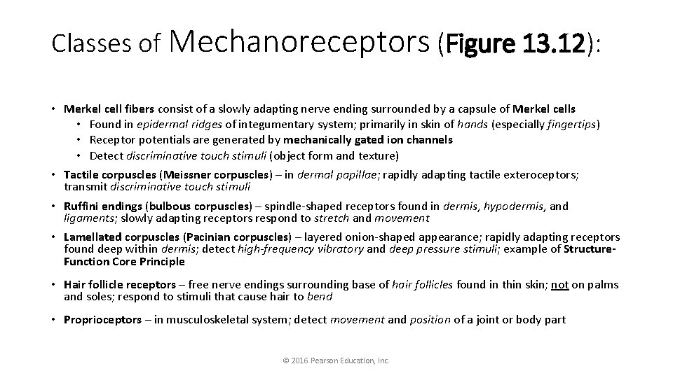 Classes of Mechanoreceptors (Figure 13. 12): • Merkel cell fibers consist of a slowly