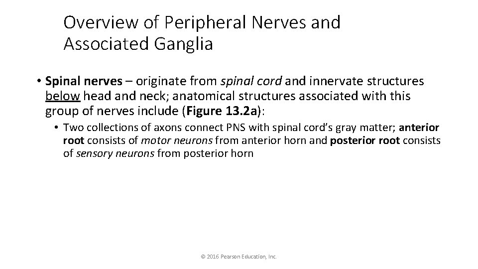 Overview of Peripheral Nerves and Associated Ganglia • Spinal nerves – originate from spinal