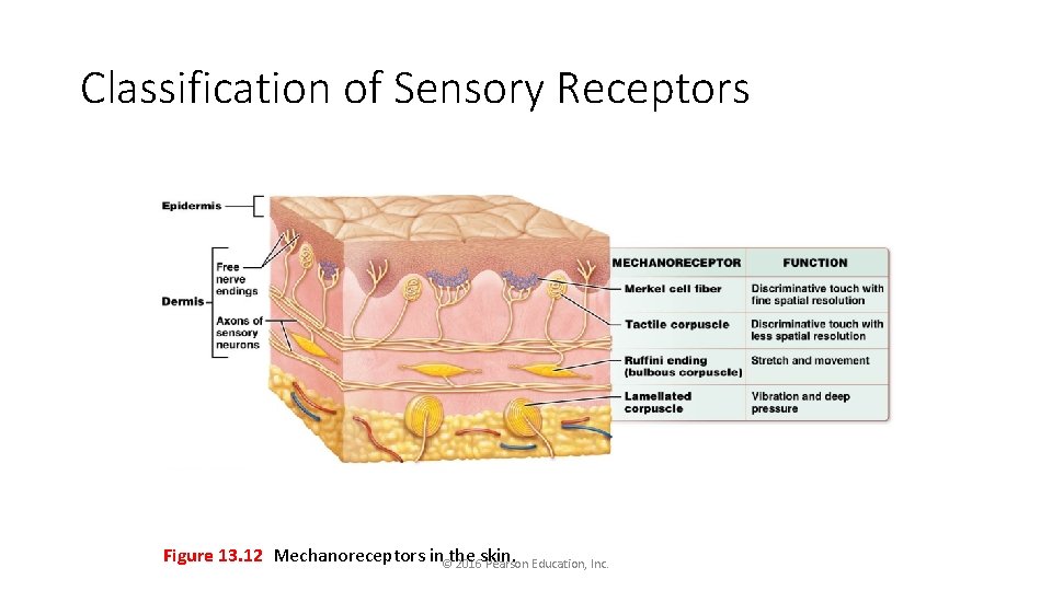 Classification of Sensory Receptors Figure 13. 12 Mechanoreceptors in©the 2016 skin. Pearson Education, Inc.