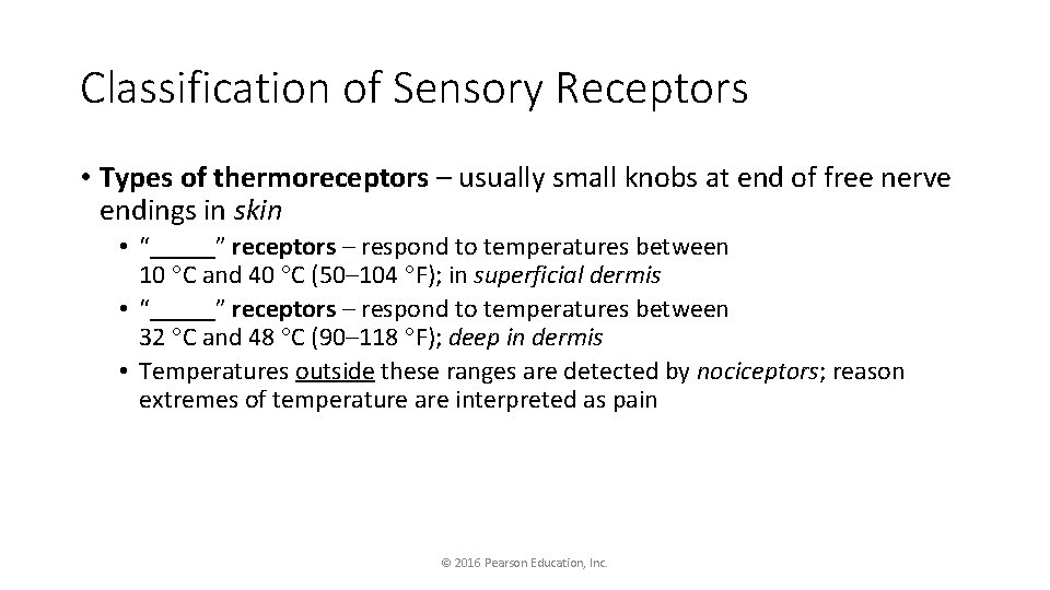 Classification of Sensory Receptors • Types of thermoreceptors – usually small knobs at end