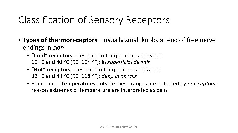 Classification of Sensory Receptors • Types of thermoreceptors – usually small knobs at end