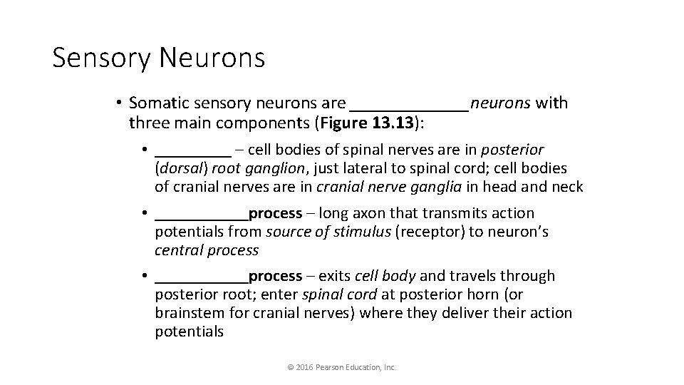 Sensory Neurons • Somatic sensory neurons are _______neurons with three main components (Figure 13.