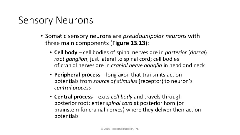 Sensory Neurons • Somatic sensory neurons are pseudounipolar neurons with three main components (Figure