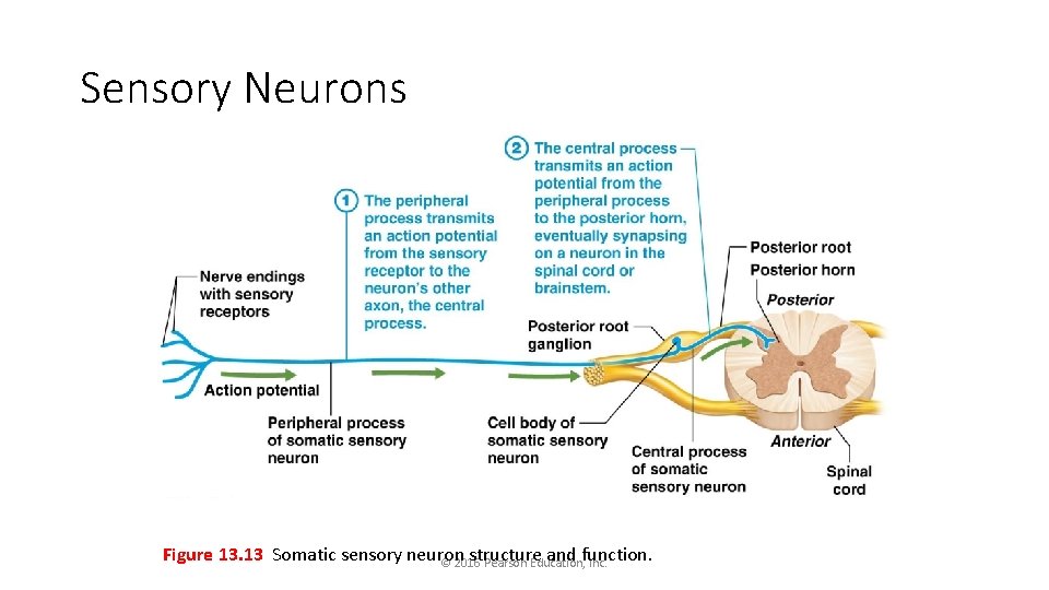 Sensory Neurons Figure 13. 13 Somatic sensory neuron structure and function. © 2016 Pearson