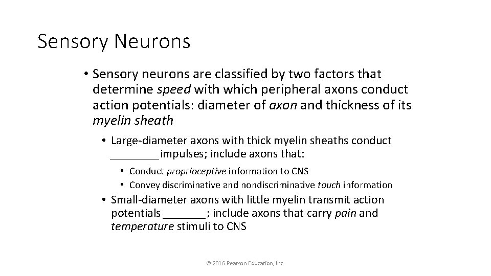 Sensory Neurons • Sensory neurons are classified by two factors that determine speed with