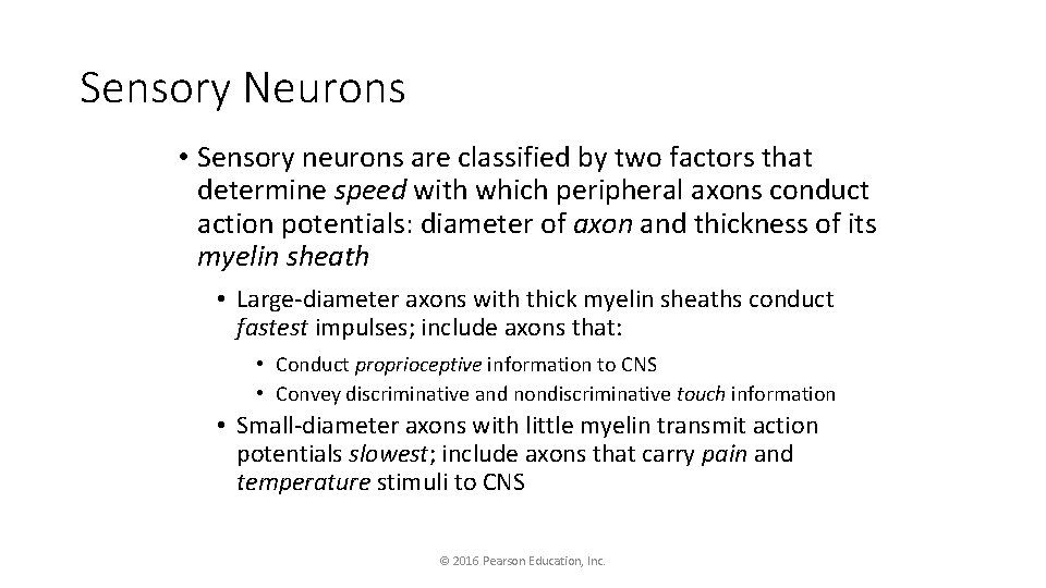 Sensory Neurons • Sensory neurons are classified by two factors that determine speed with