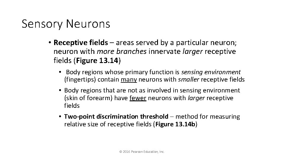 Sensory Neurons • Receptive fields – areas served by a particular neuron; neuron with