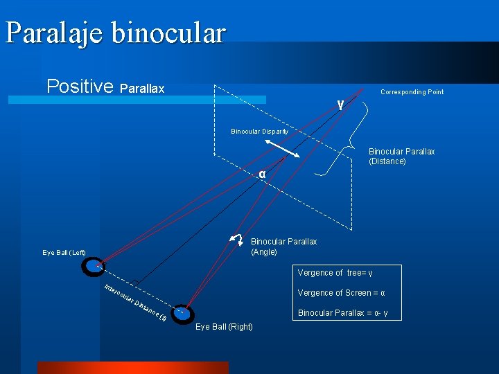 Paralaje binocular Positive Parallax Corresponding Point γ Binocular Disparity Binocular Parallax (Distance) α Binocular
