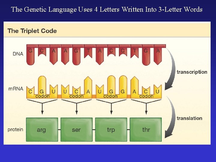 The Genetic Language Uses 4 Letters Written Into 3 -Letter Words 