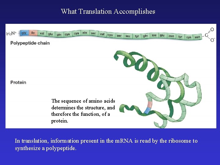 What Translation Accomplishes The sequence of amino acids determines the structure, and therefore the