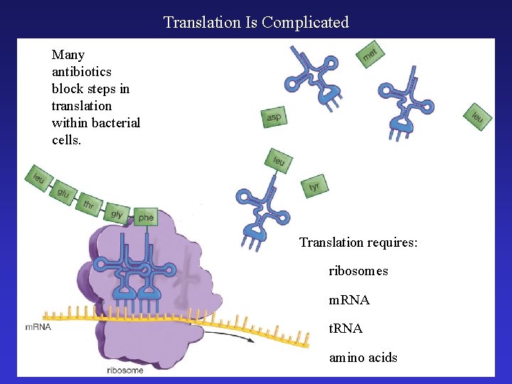 Translation Is Complicated Many antibiotics block steps in translation within bacterial cells. Translation requires: