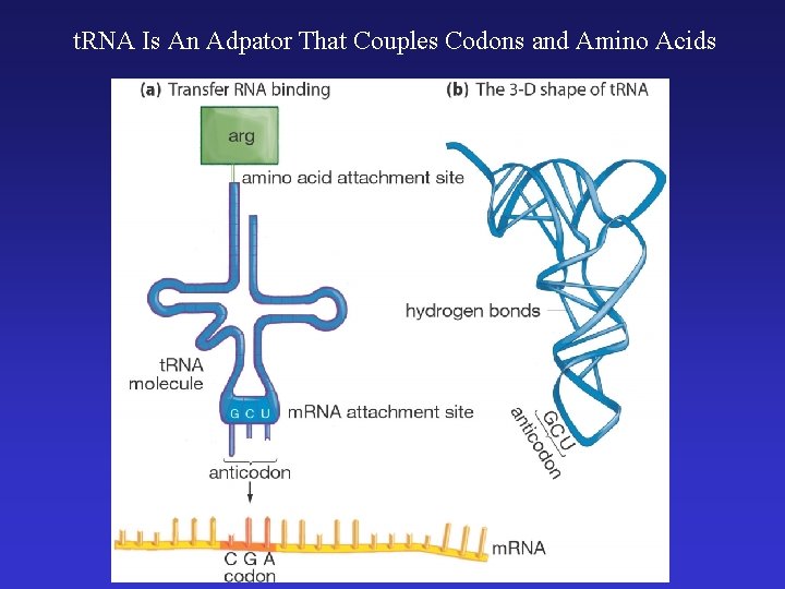 t. RNA Is An Adpator That Couples Codons and Amino Acids 