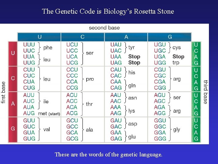 The Genetic Code is Biology’s Rosetta Stone These are the words of the genetic