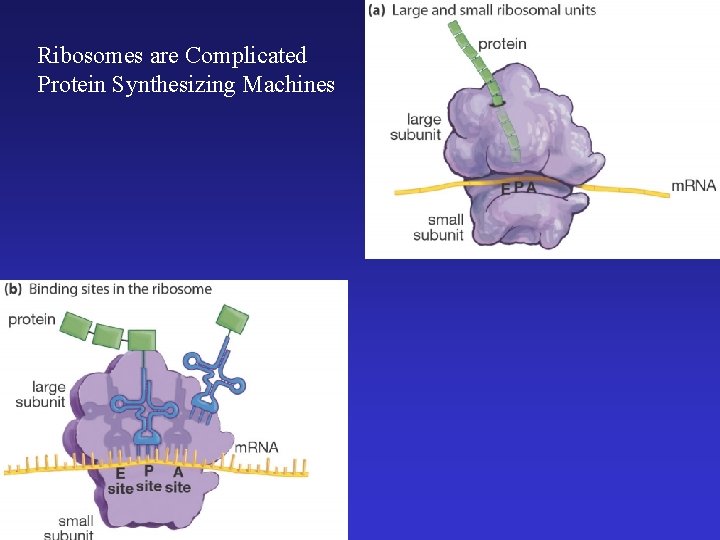 Ribosomes are Complicated Protein Synthesizing Machines 