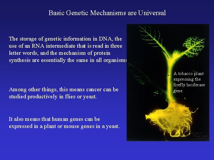 Basic Genetic Mechanisms are Universal The storage of genetic information in DNA, the use