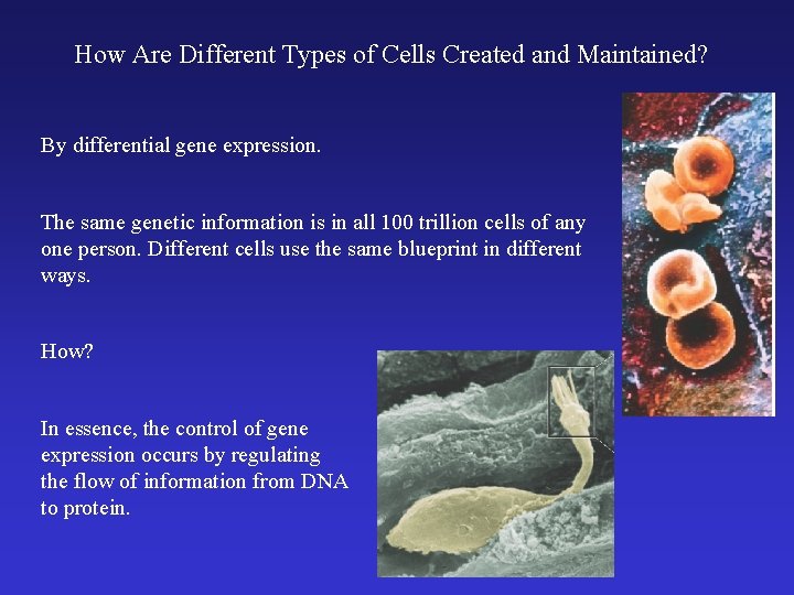 How Are Different Types of Cells Created and Maintained? By differential gene expression. The