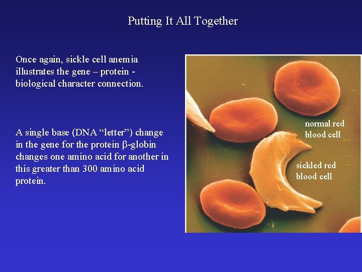 Putting It All Together Once again, sickle cell anemia illustrates the gene – protein