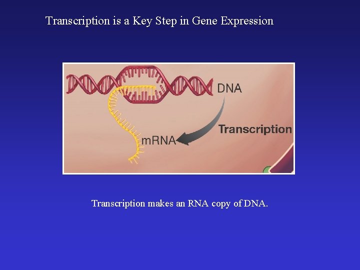 Transcription is a Key Step in Gene Expression Transcription makes an RNA copy of