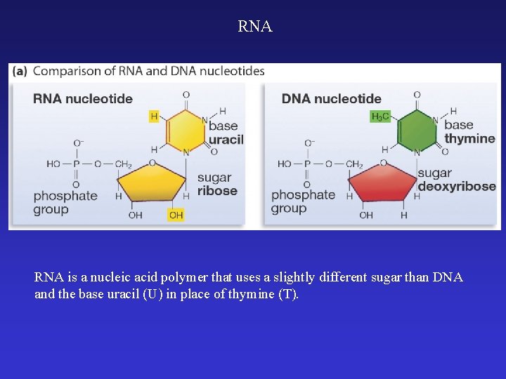 RNA is a nucleic acid polymer that uses a slightly different sugar than DNA