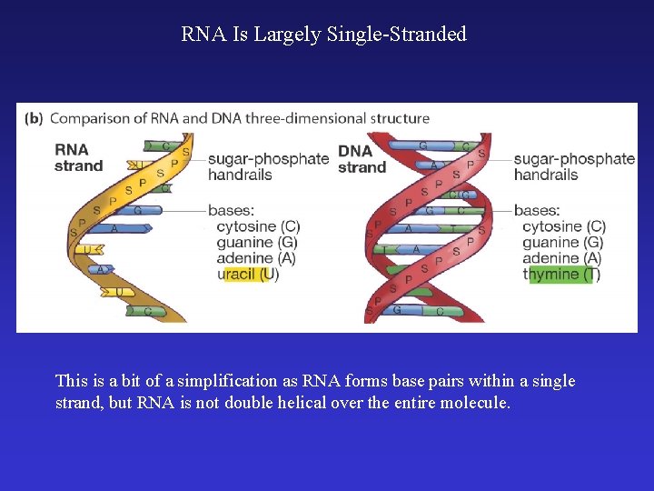 RNA Is Largely Single-Stranded This is a bit of a simplification as RNA forms