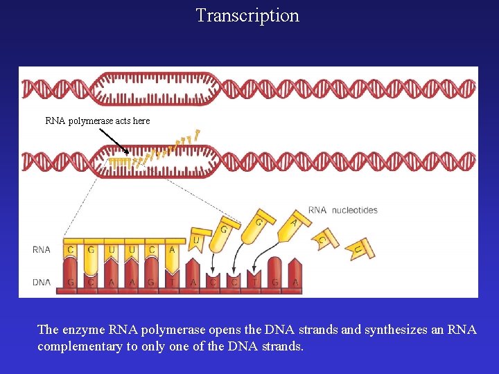 Transcription RNA polymerase acts here The enzyme RNA polymerase opens the DNA strands and