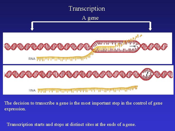 Transcription A gene The decision to transcribe a gene is the most important step