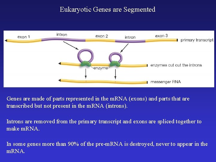 Eukaryotic Genes are Segmented Genes are made of parts represented in the m. RNA