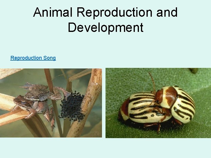 Animal Reproduction and Development Reproduction Song 