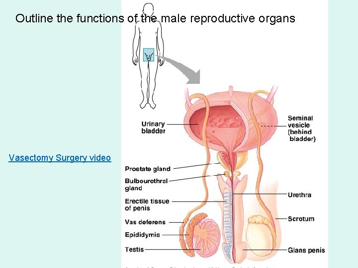 Outline the functions of the male reproductive organs Vasectomy Surgery video 