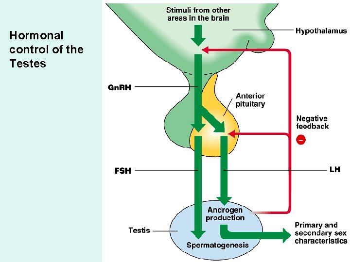 Hormonal control of the Testes 