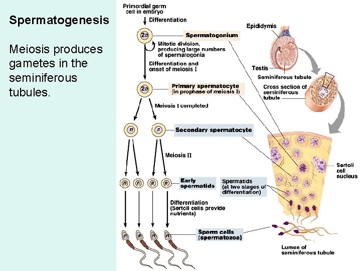 Spermatogenesis Meiosis produces gametes in the seminiferous tubules. Spermatogenesis Meiosis produces gametes in the seminiferous tubules.