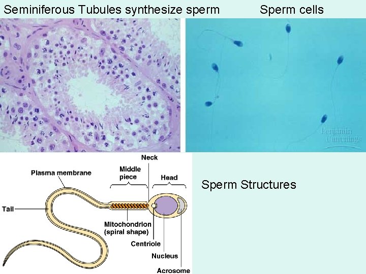 Seminiferous Tubules synthesize sperm Sperm cells Sperm Structures Seminiferous Tubules synthesize sperm Sperm cells Sperm Structures